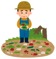 Vegetable farmer who was damaged by a natural disaster