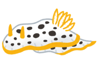 Chromodoris orientalis