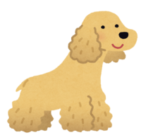 American Cocker Spaniel (dog)
