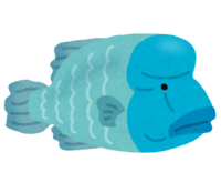 Humphead wrasse-Napoleon fish