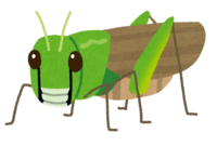 Migratory locust