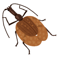 Violin beetle