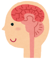 Cross section of the brain (human body)