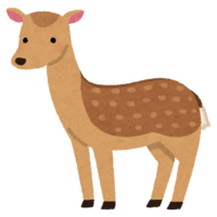 Sika deer (without horns)