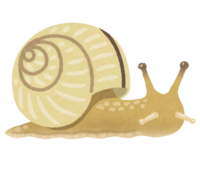 Snail