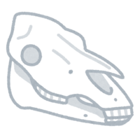 Horse skull