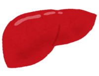肝脏(人体)