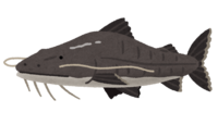 Pilaiva (fish)