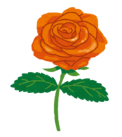 いろいろな色のバラ