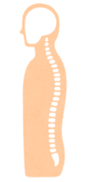 背骨(横から)