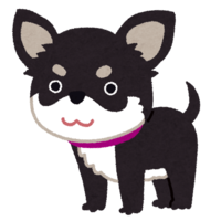 チワワ(ブラックタン)