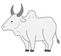Zebu
