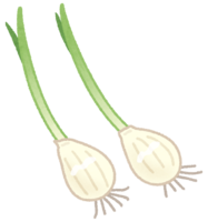 Germinated garlic