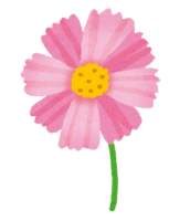 コスモス(花)
