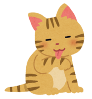 梳理毛发的猫