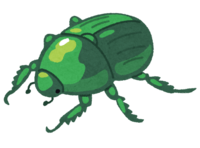 Scarab beetle