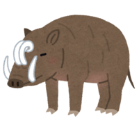 Babirusa