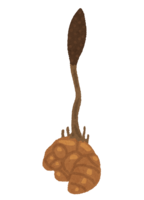 Cordyceps sinensis (cicada)