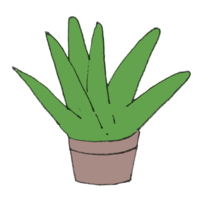 Aloe