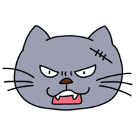 Angry cat