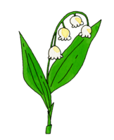 Lily of the valley