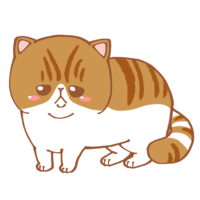 Exotic shorthair