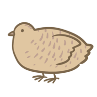 King quail (silver)