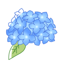 蓝色紫阳花