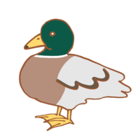 duck