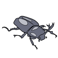 Beetle