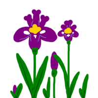 Iris