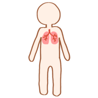 Human body and lungs