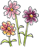 大波斯菊