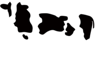 荷斯坦牛