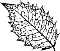 Leaf vein illustration (silhouette design project)