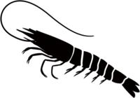 海老のシルエット