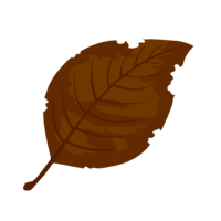 Withered fallen leaves
