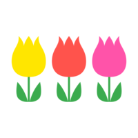 Cute three-color tulip