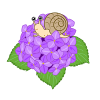 Hydrangea snail