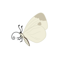 Cabbage white butterfly (horizontal)