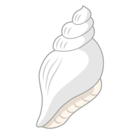 白卷贝贝壳
