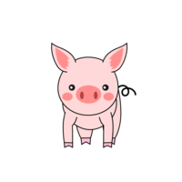 Pig seen from the front