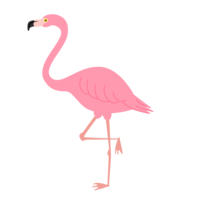 淡粉色火烈鸟