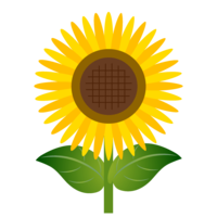 Single sunflower flower