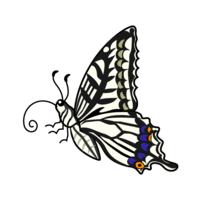 Swallowtail butterfly (horizontal)