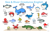 Children's fish English teaching materials