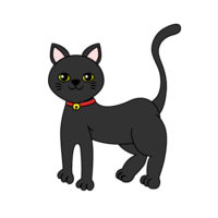 Black cat of domestic cat