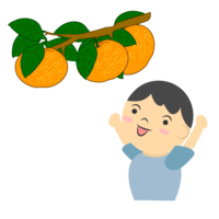 Boy hunting oranges