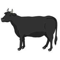 Black cow