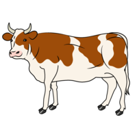 Cow with tea pattern to see